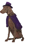 dog with a top hat and cap