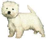 bichon dog