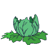 cabbage baby.gif (2222 bytes)