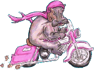 hippo riding motor bike